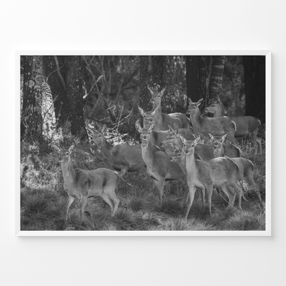 Ciervo: la manada B&N