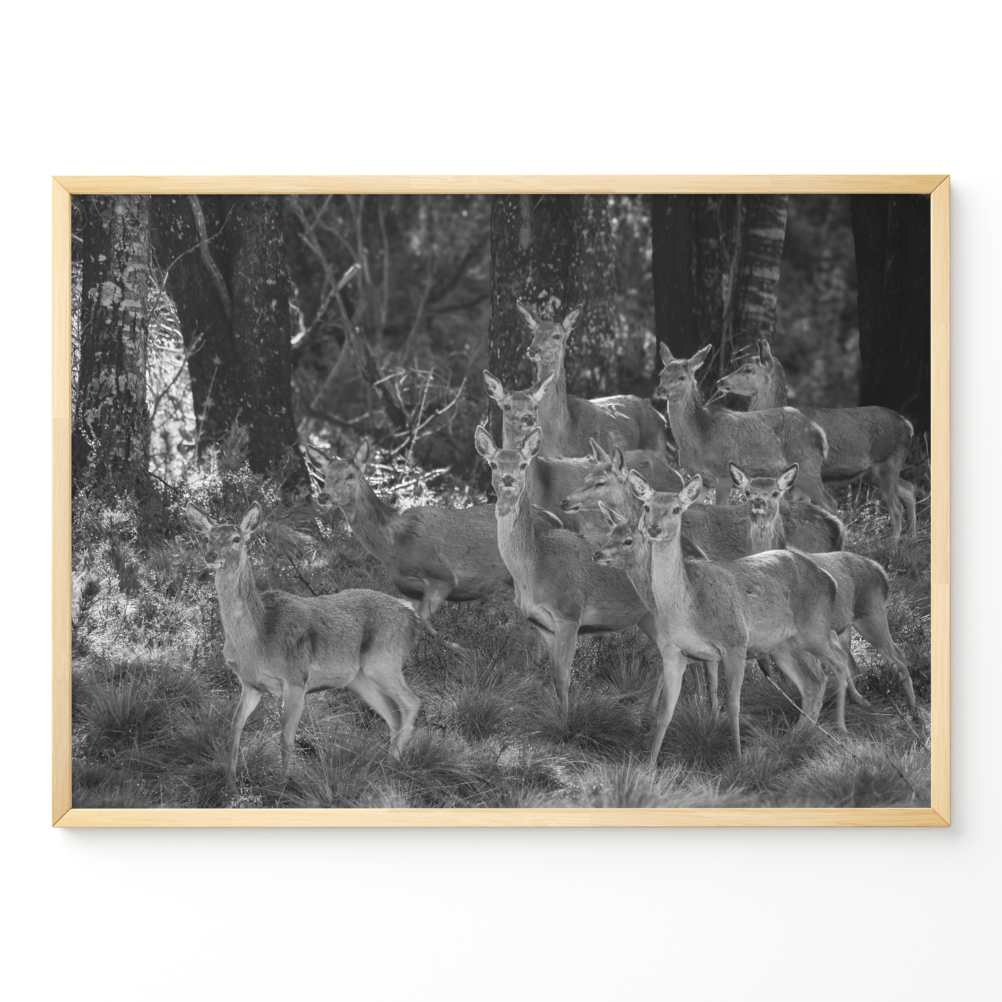 Ciervo: la manada B&N