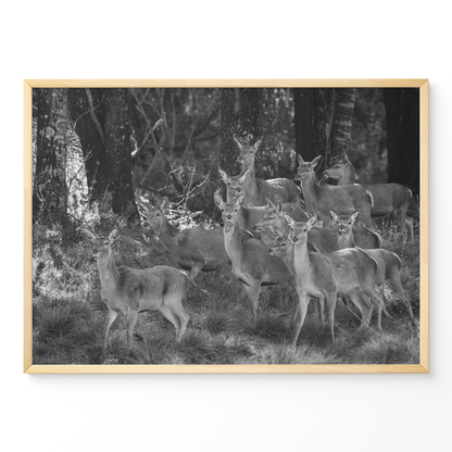 Ciervo: la manada B&N