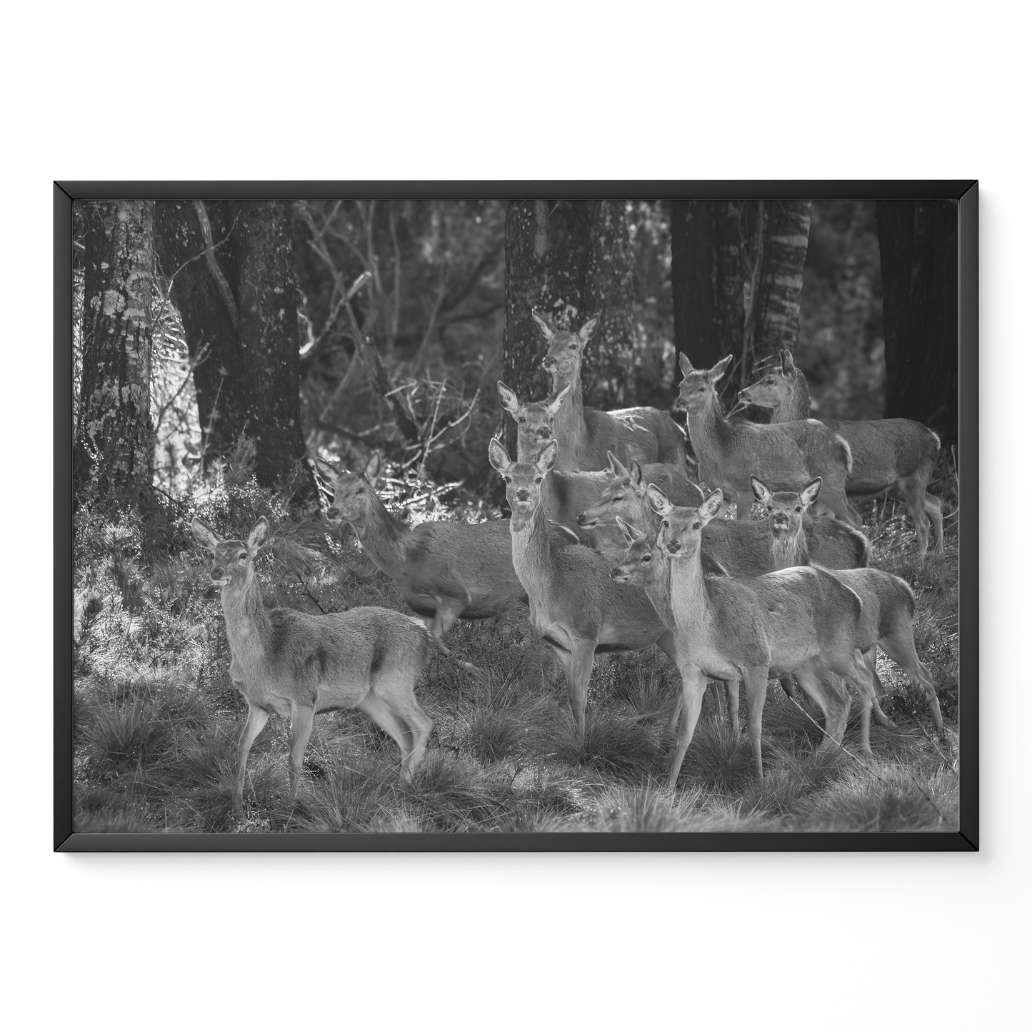 Ciervo: la manada B&N