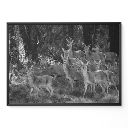 Ciervo: la manada B&N