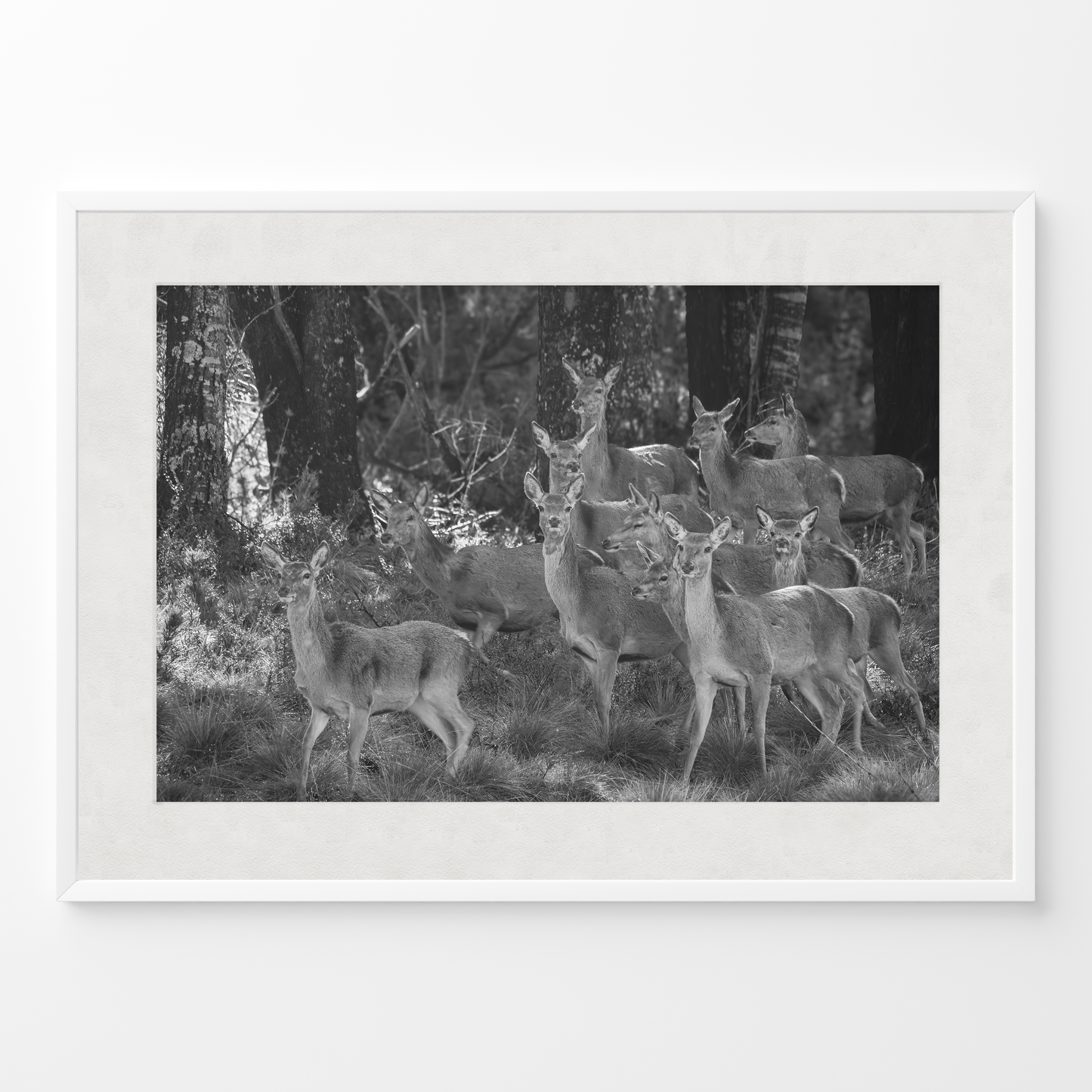 Ciervo: la manada B&N