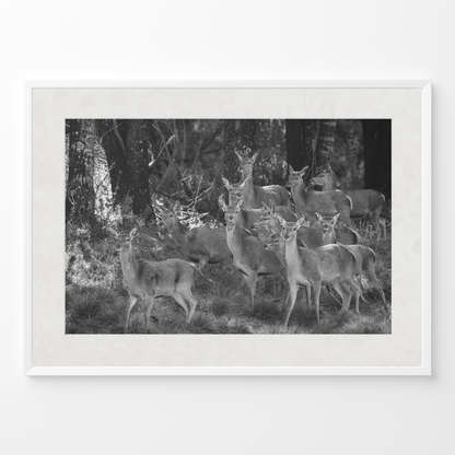 Ciervo: la manada B&N