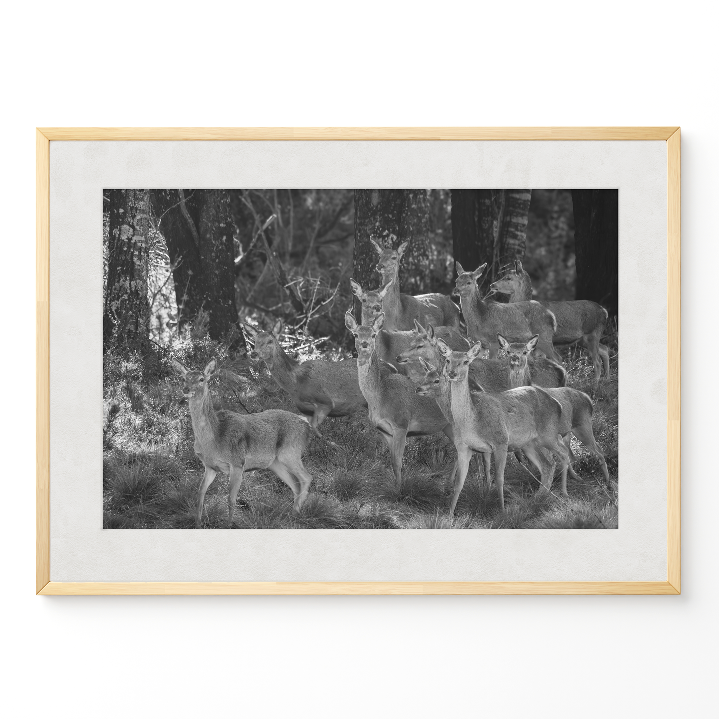 Ciervo: la manada B&N