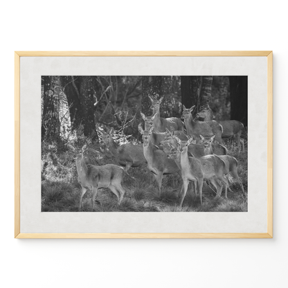 Ciervo: la manada B&N