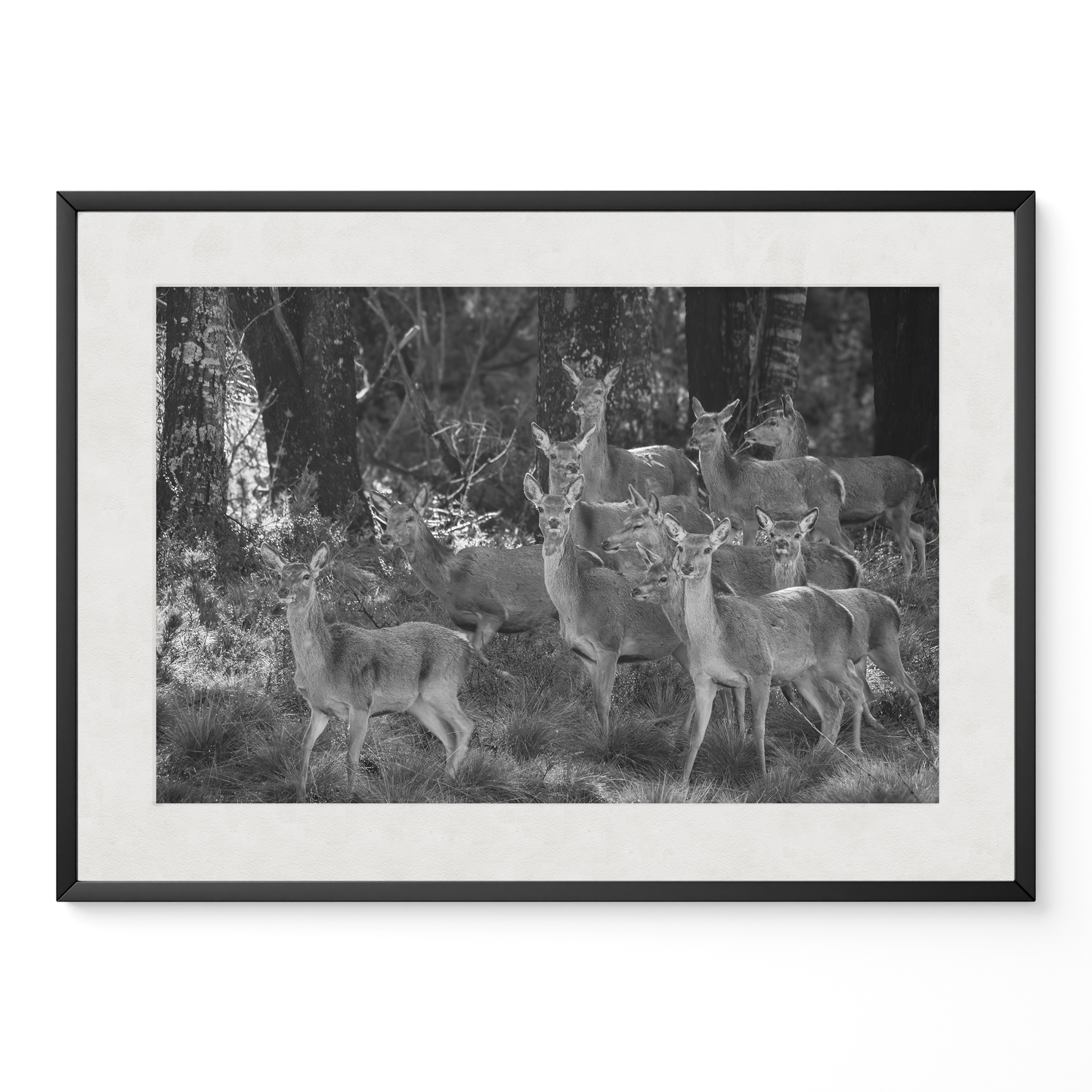 Ciervo: la manada B&N