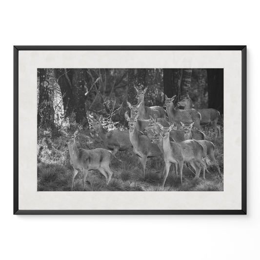 Ciervo: la manada B&N