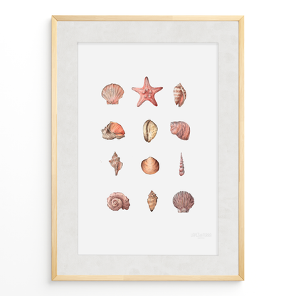 Conchitas