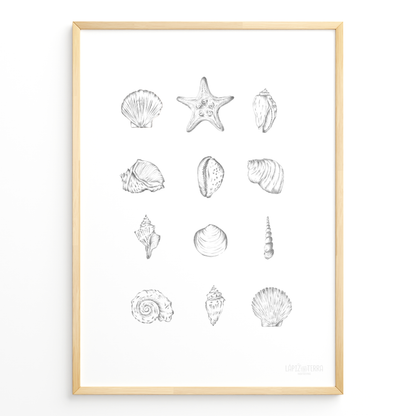 Conchitas B&N