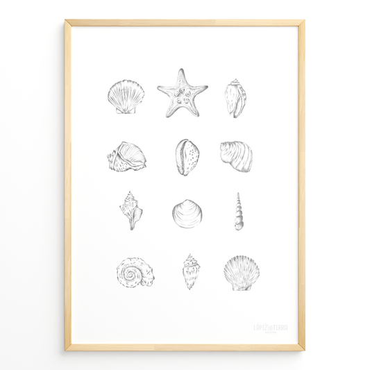 Conchitas B&N