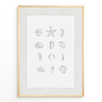 Conchitas B&N