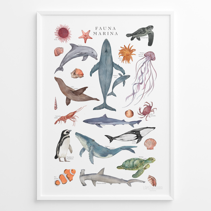 Fauna Marina