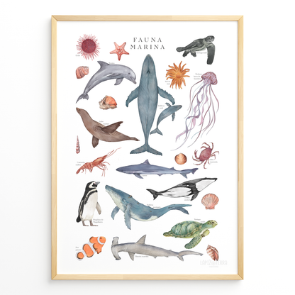 Fauna Marina