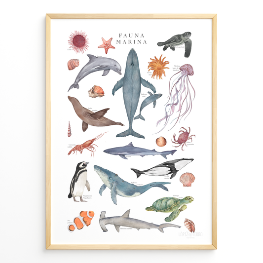 Fauna Marina