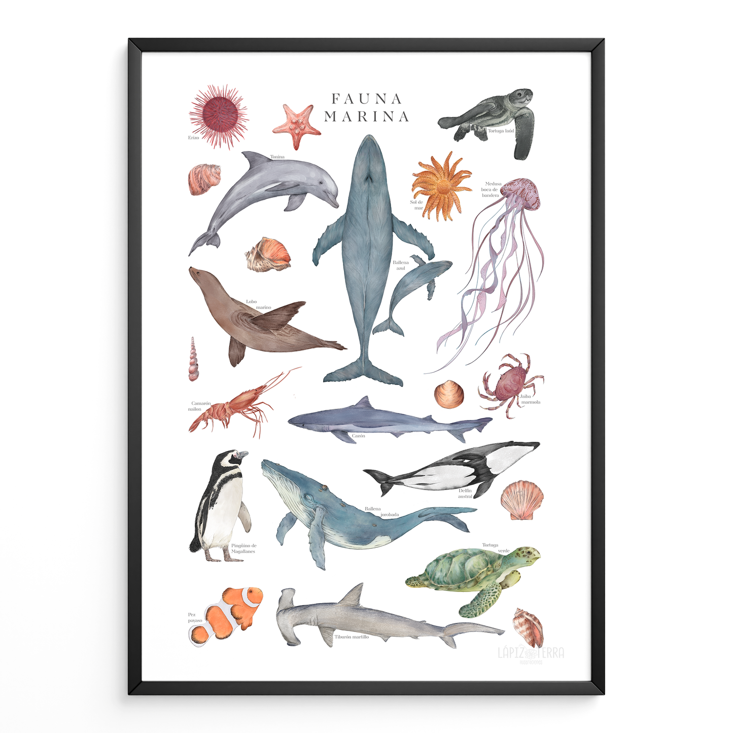 Fauna Marina