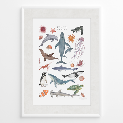 Fauna Marina