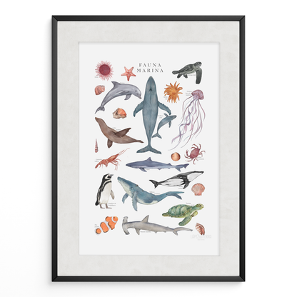 Fauna Marina