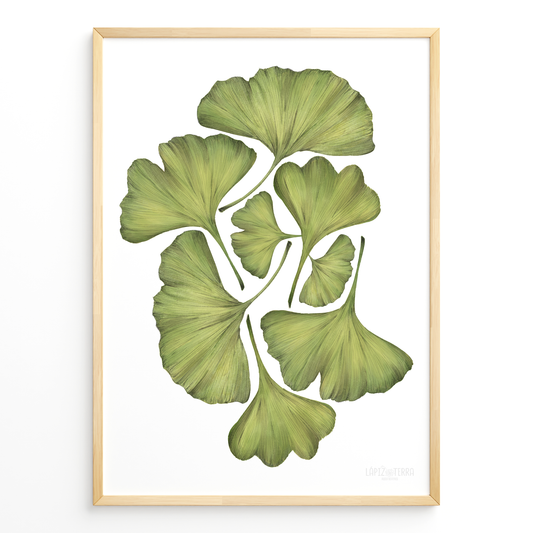Ginko Biloba