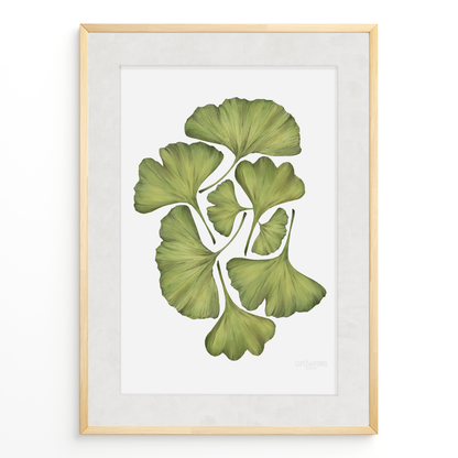 Ginko Biloba