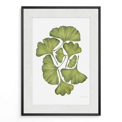 Ginko Biloba