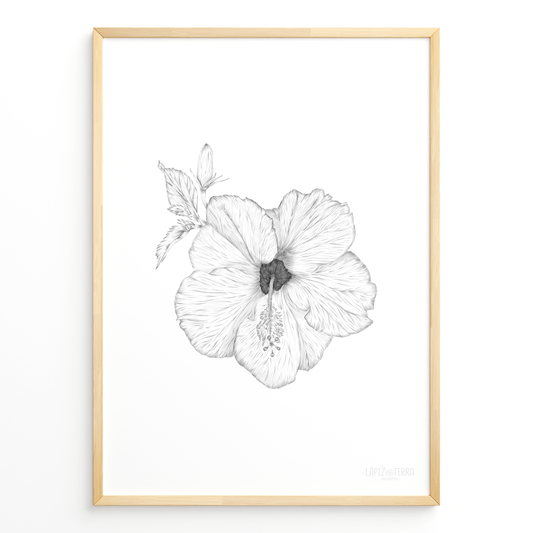 Hibisco