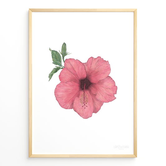 Hibisco