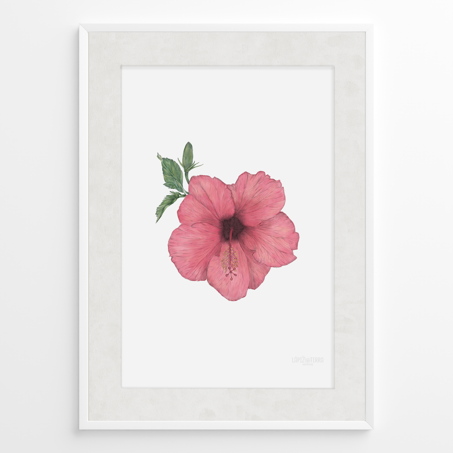 Hibisco
