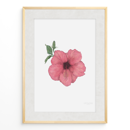 Hibisco