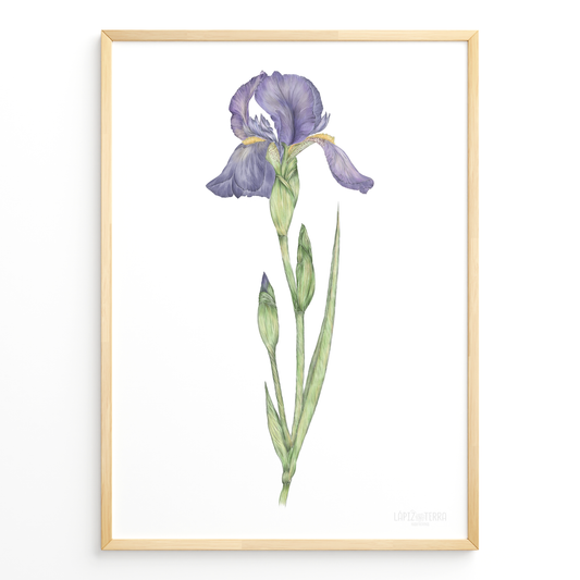 Iris