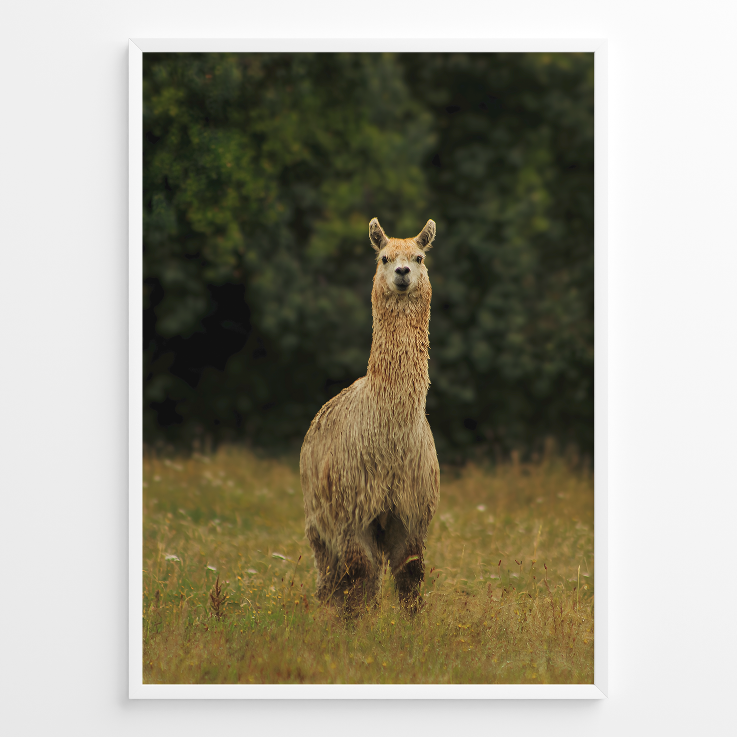 Llama