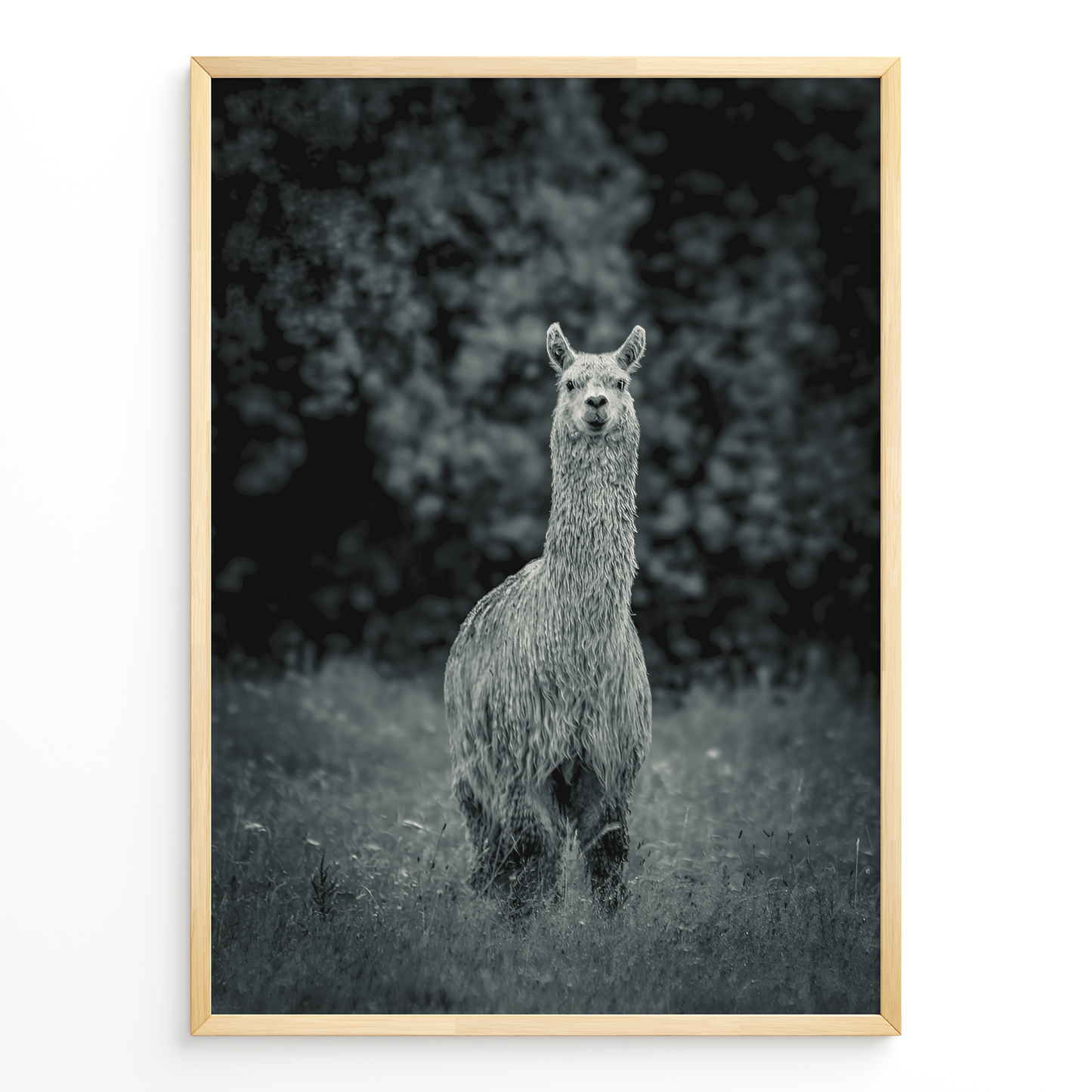 Llama B&N