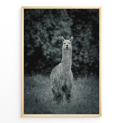 Llama B&N