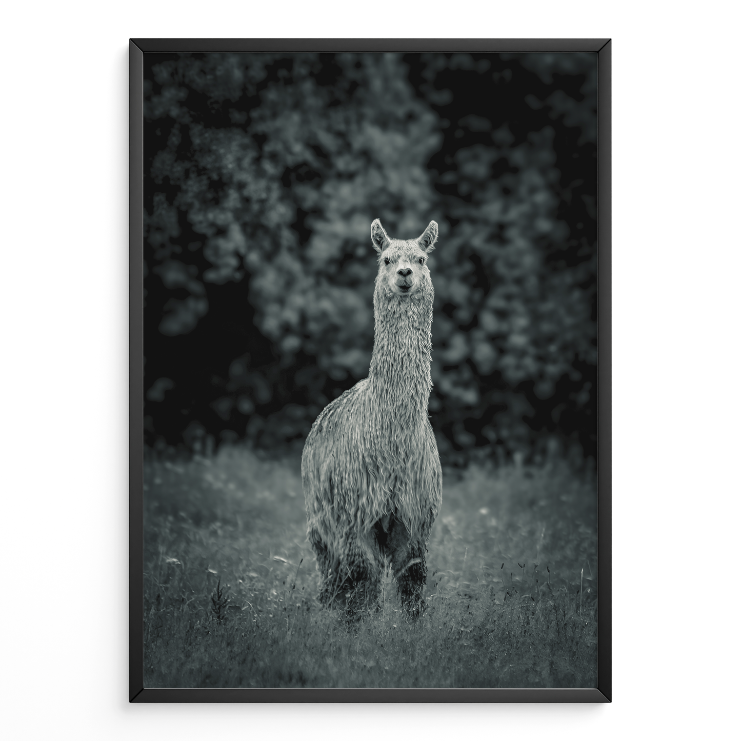 Llama B&N