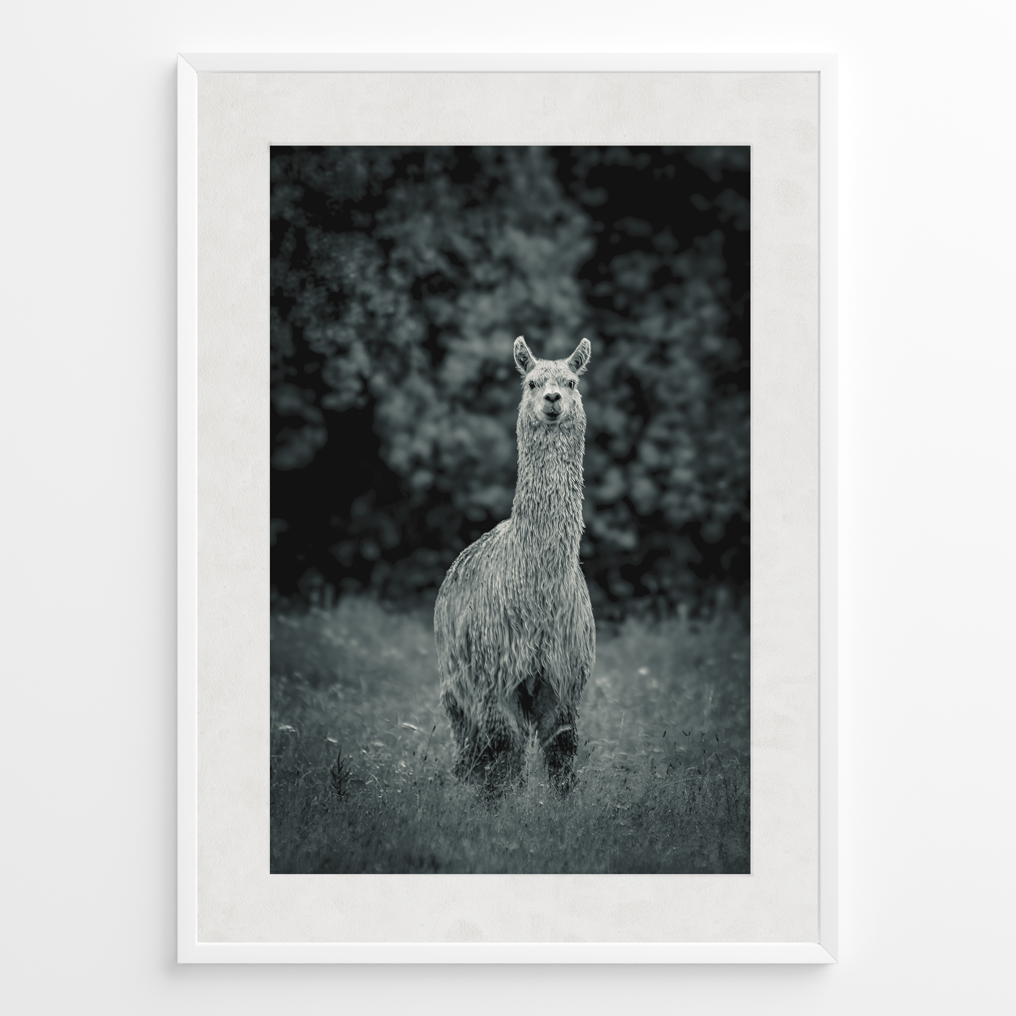 Llama B&N