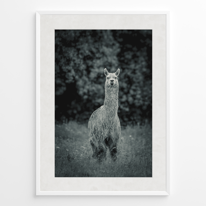 Llama B&N