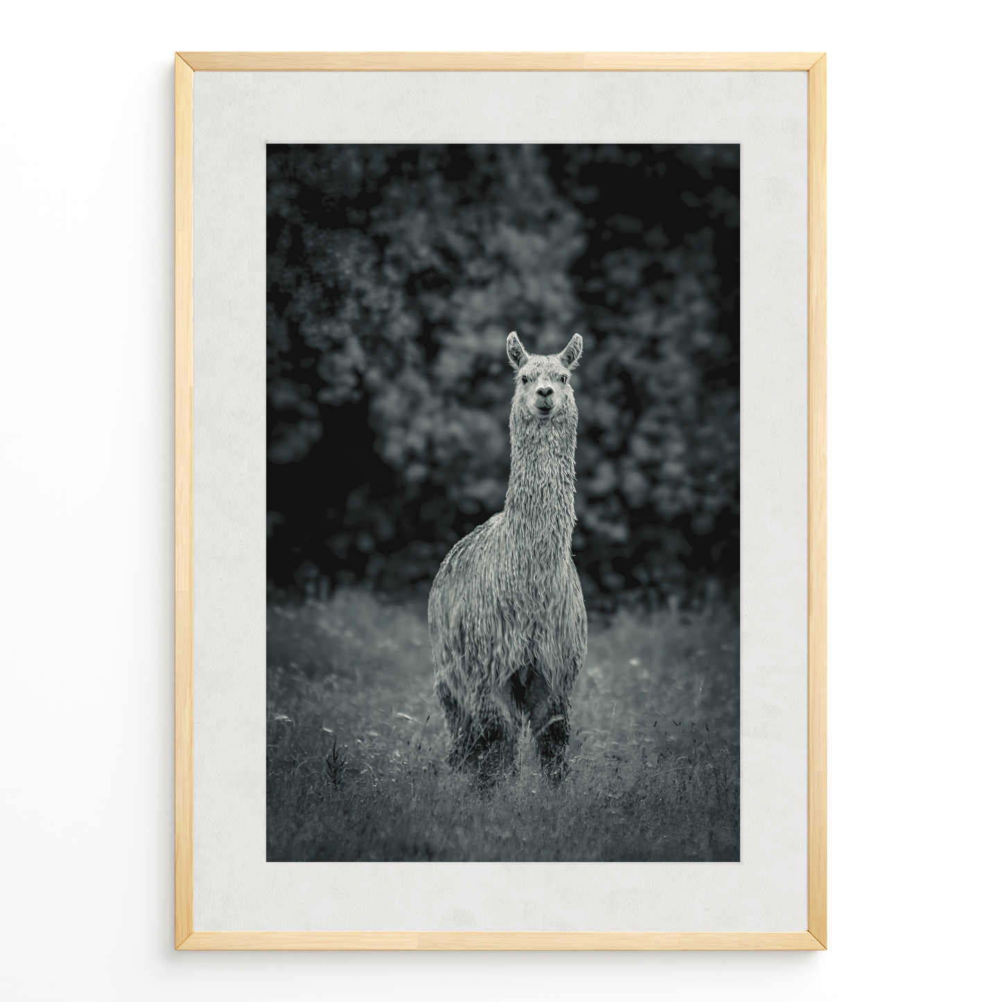 Llama B&N