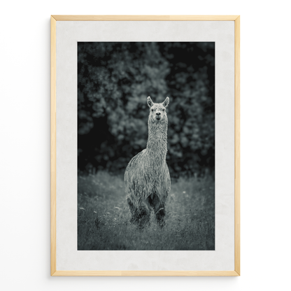Llama B&N