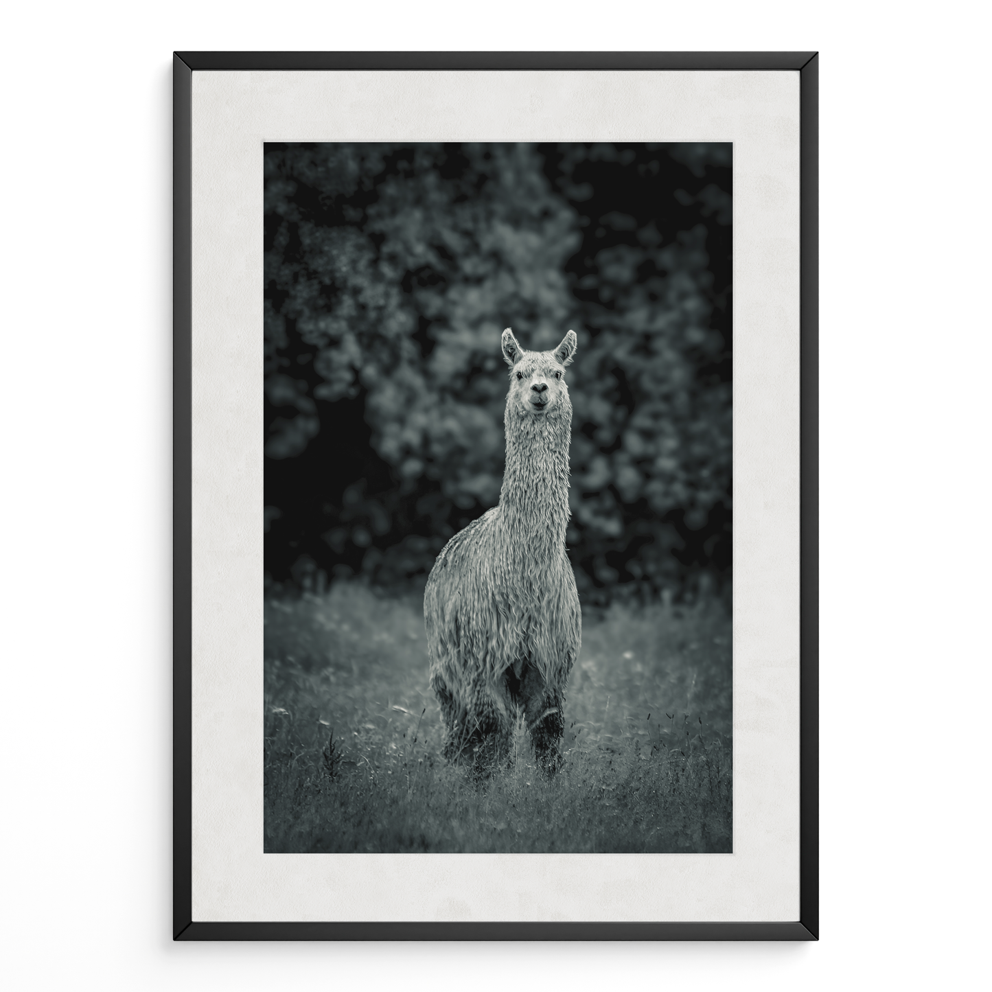 Llama B&N