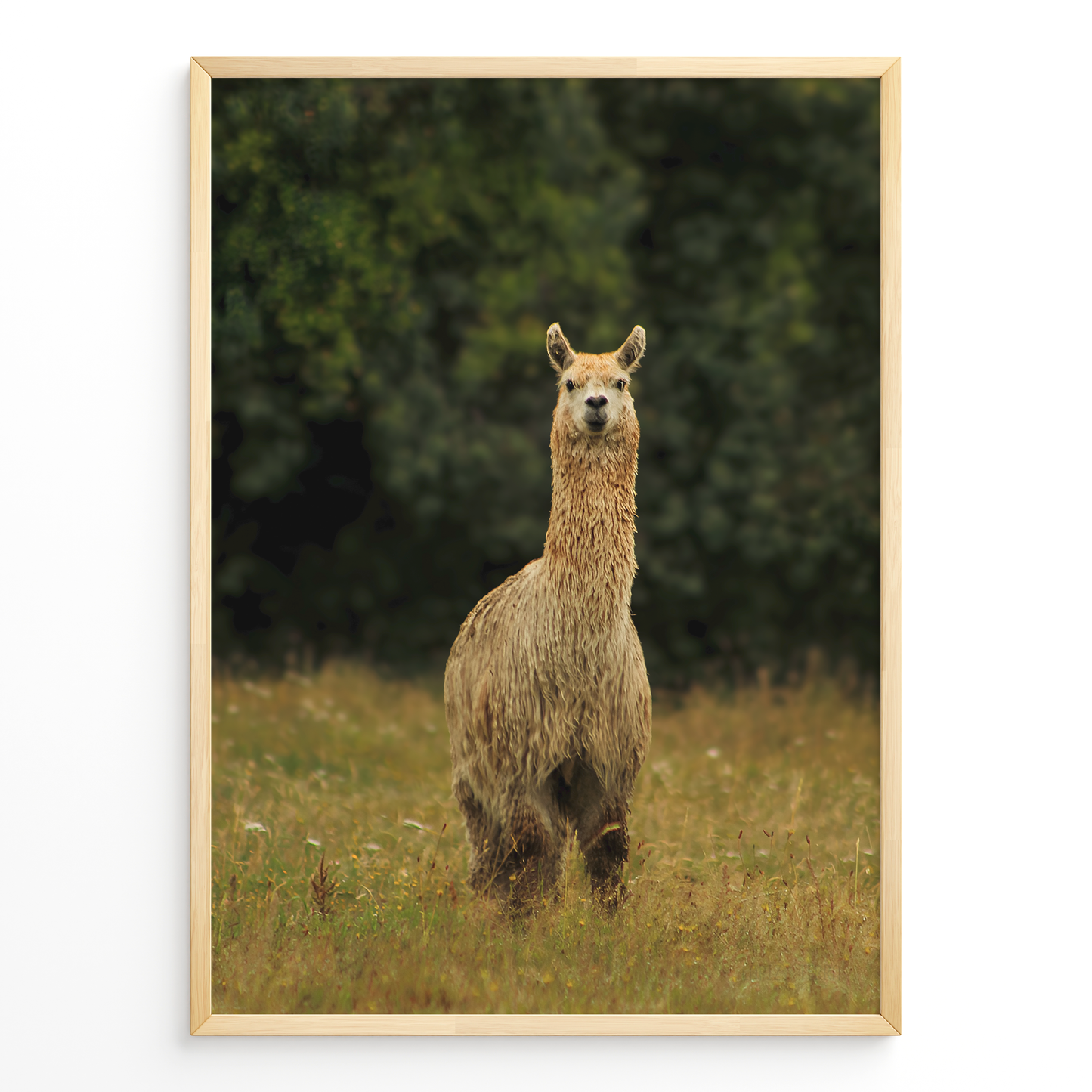 Llama