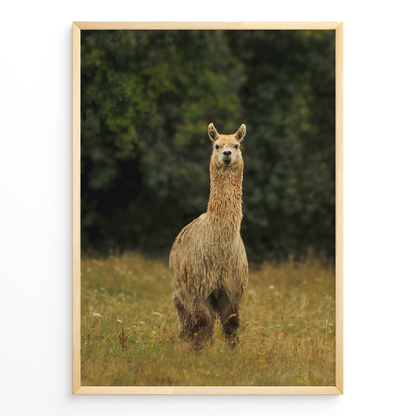 Llama