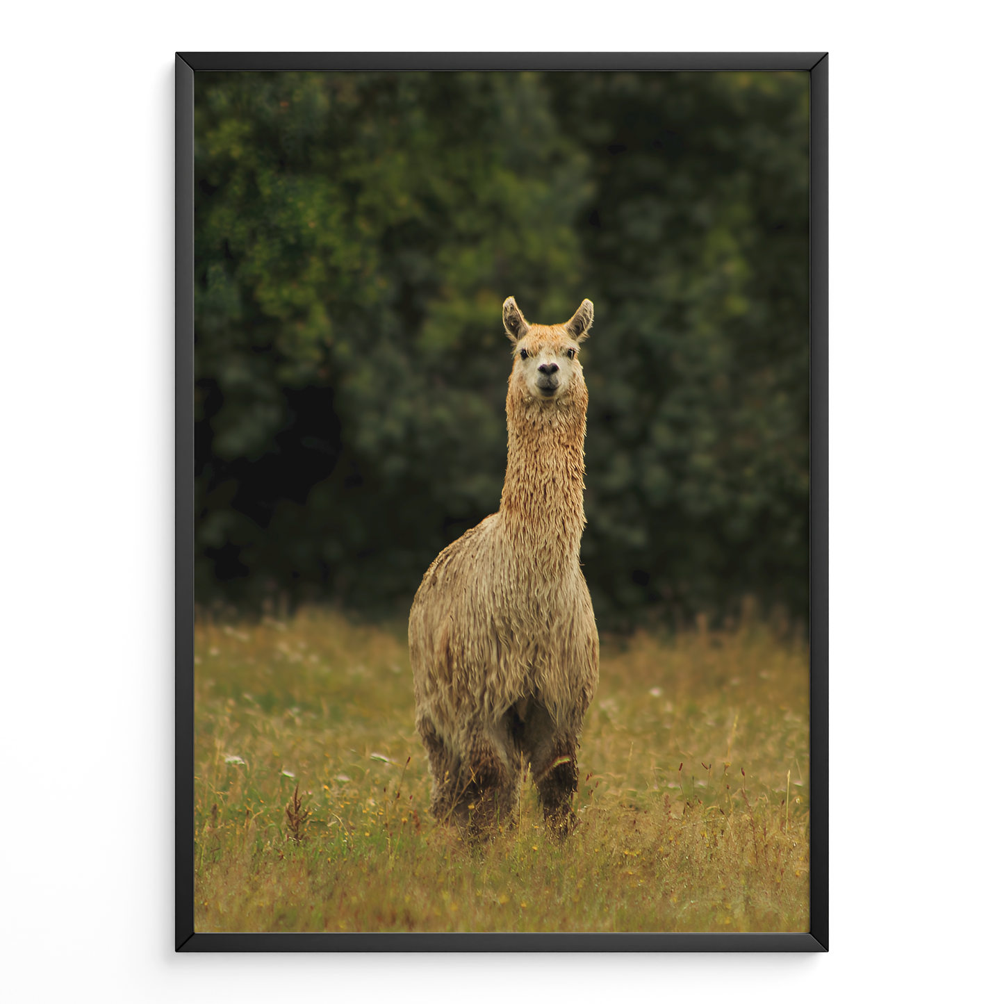 Llama