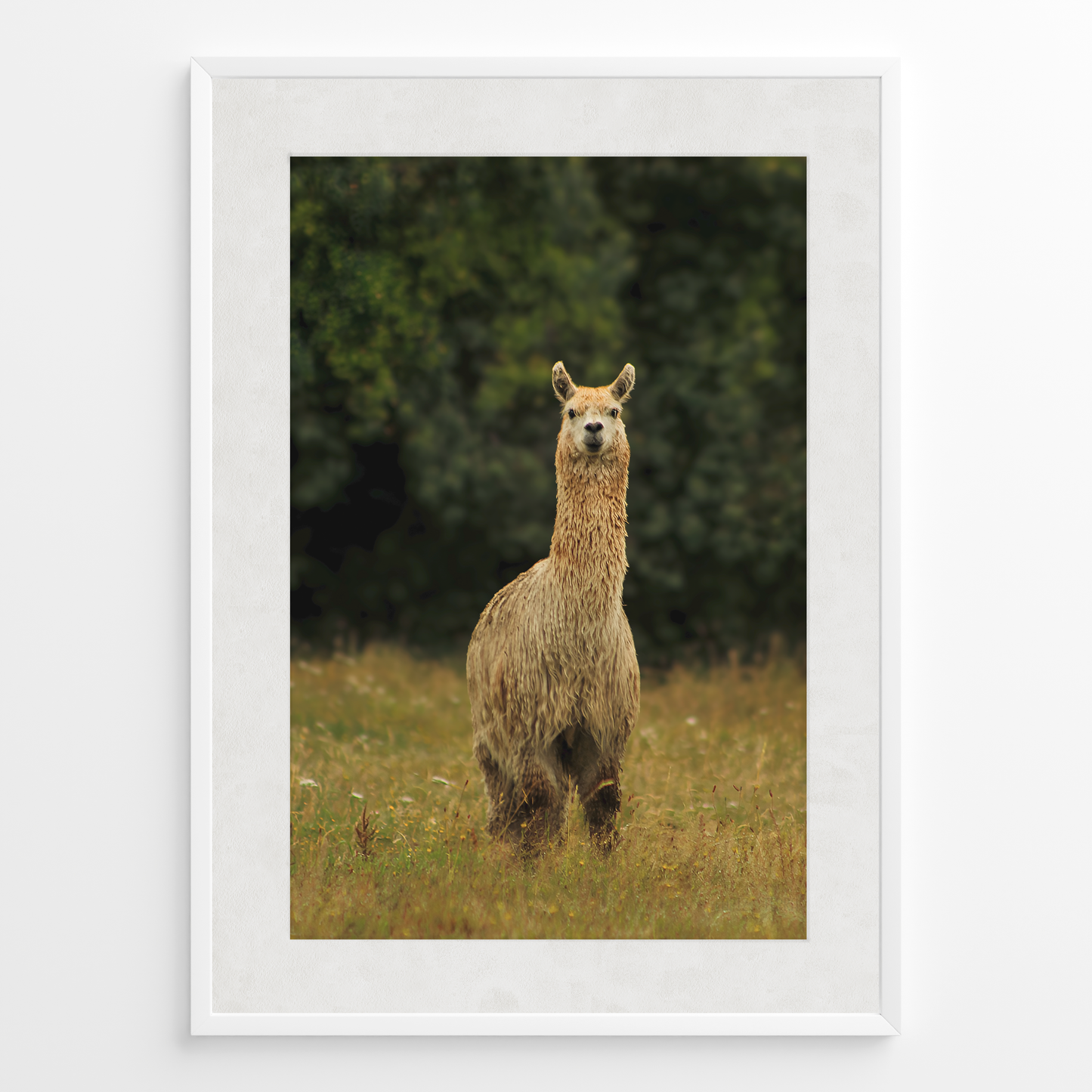 Llama