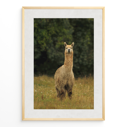 Llama