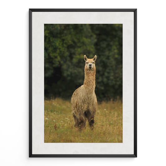 Llama