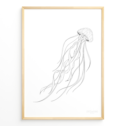 Medusa B&N