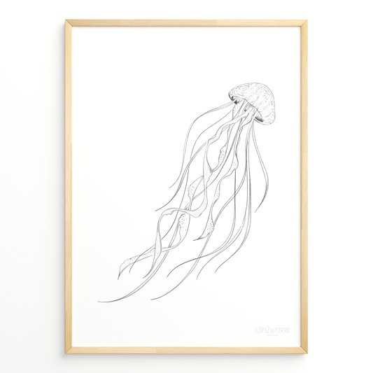 Medusa B&N