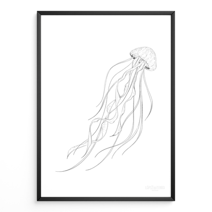 Medusa B&N