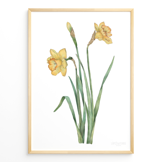 Narciso