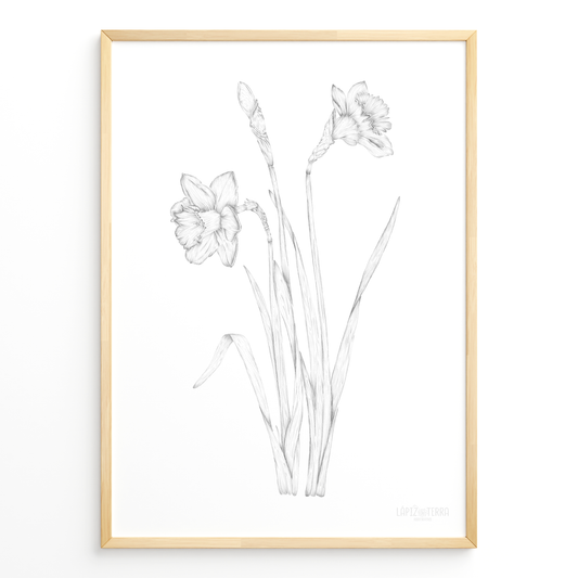 Narciso B&N
