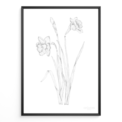 Narciso B&N